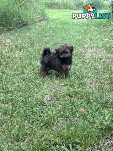 Pomapoo puppies ready for their forever homes