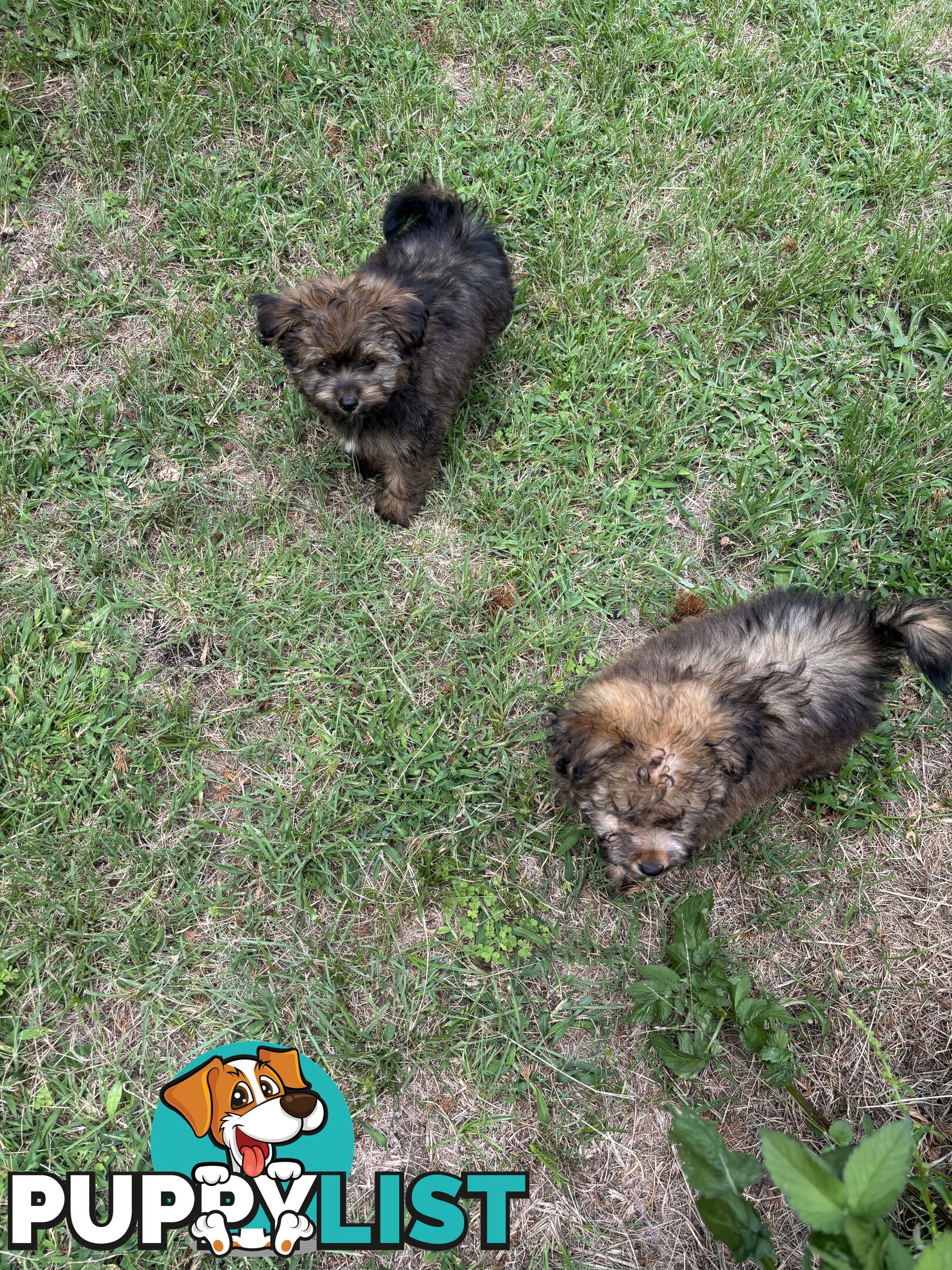 Pomapoo puppies ready for their forever homes