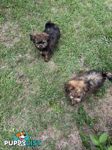 Pomapoo puppies ready for their forever homes