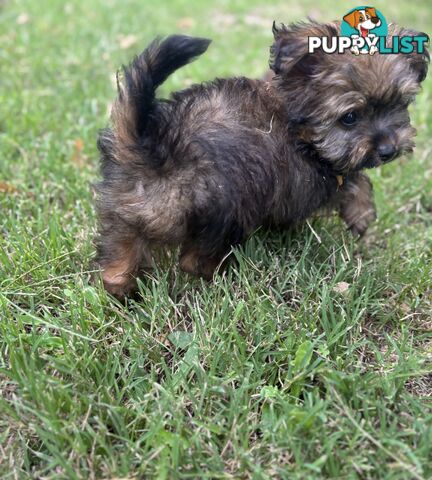 Pomapoo puppies ready for their forever homes