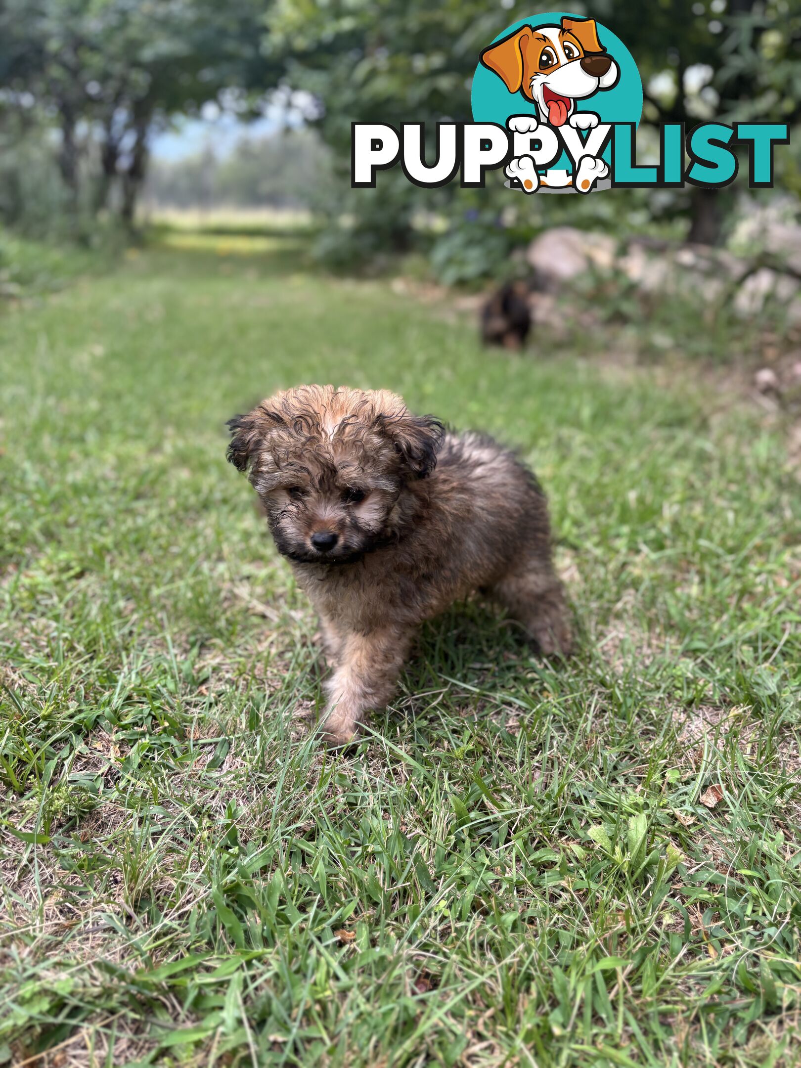 Pomapoo puppies ready for their forever homes