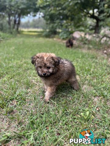 Pomapoo puppies ready for their forever homes