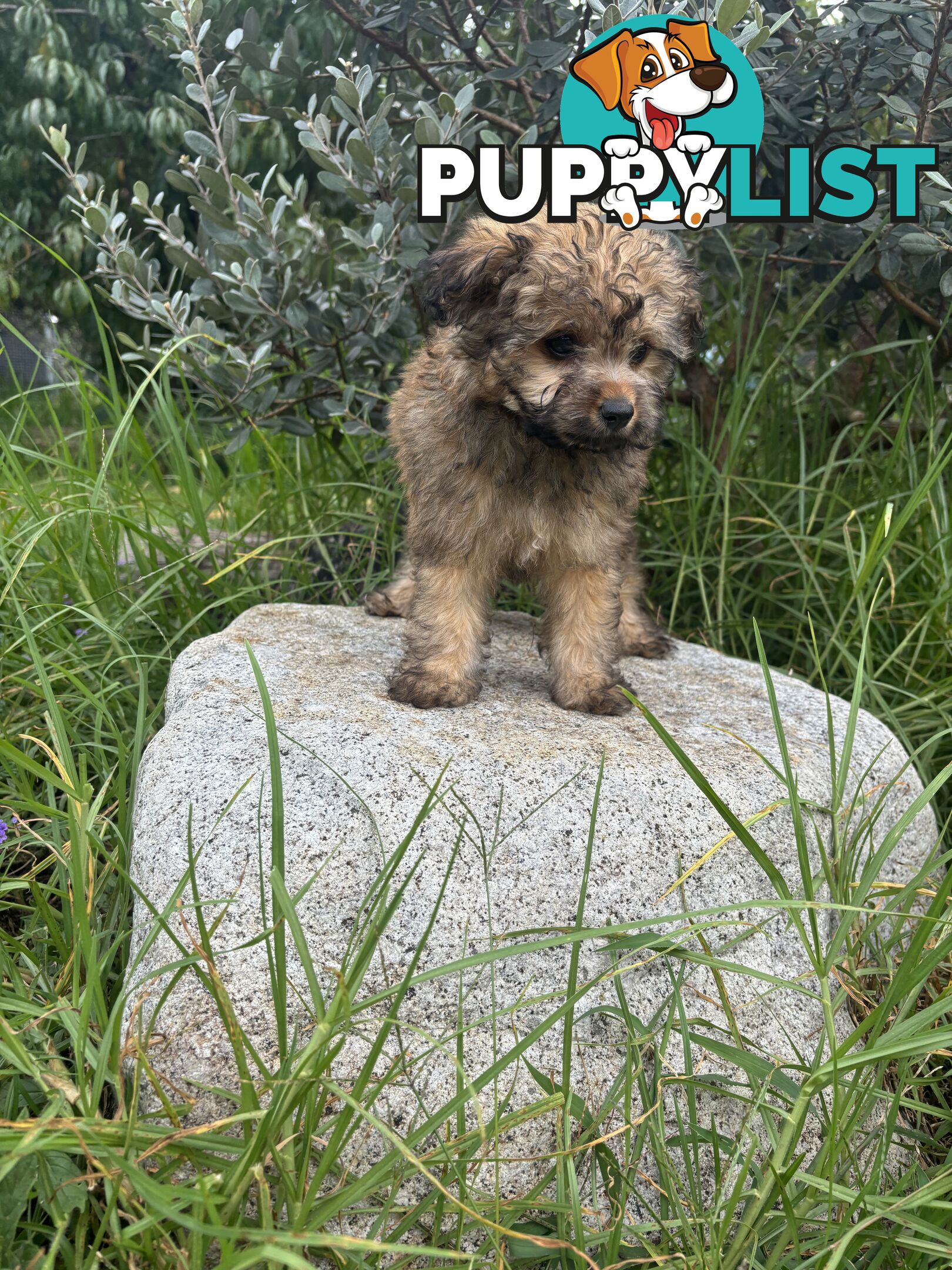 Pomapoo puppies ready for their forever homes