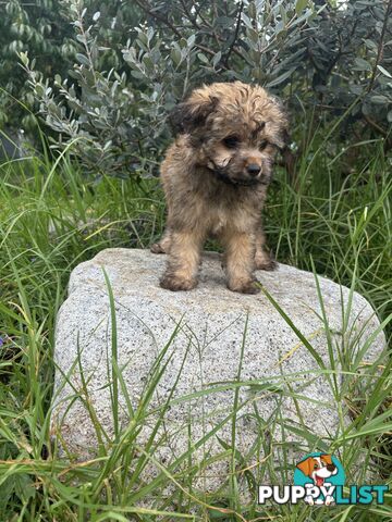 Pomapoo puppies ready for their forever homes