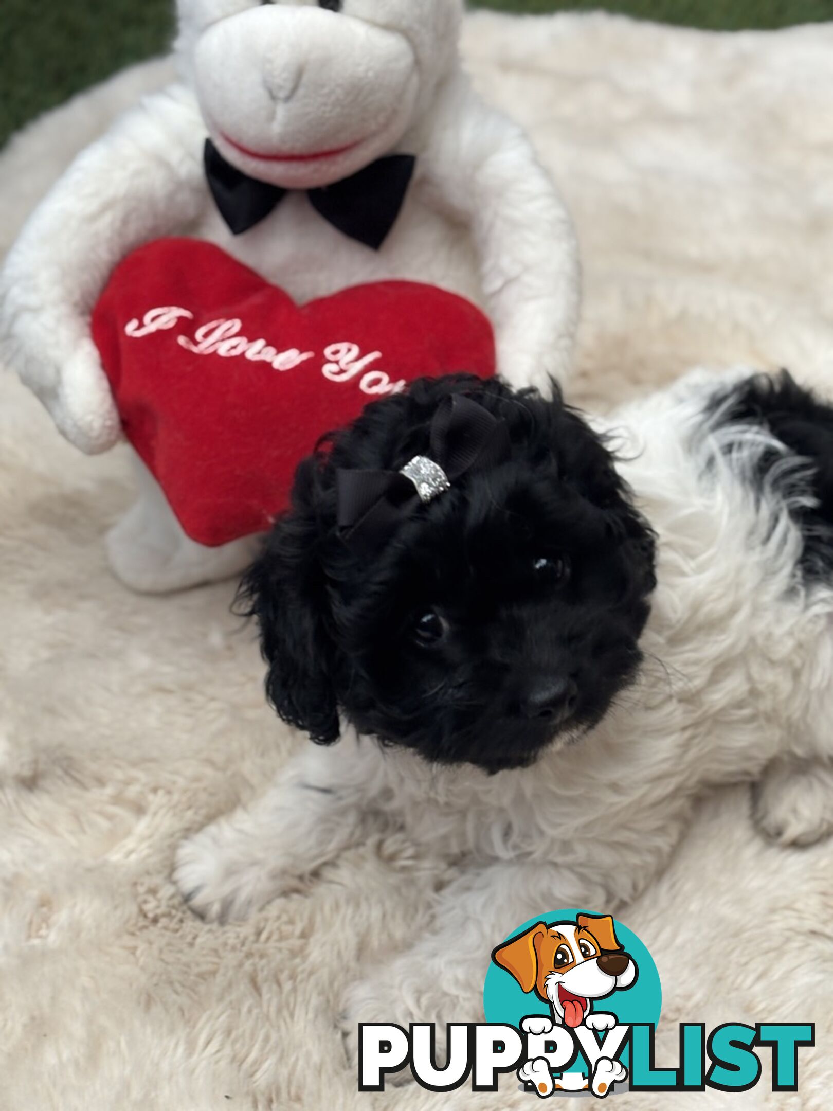Adorable Chocolate and Ivory and Ebony Puppies