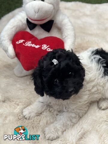 Adorable Chocolate and Ivory and Ebony Puppies