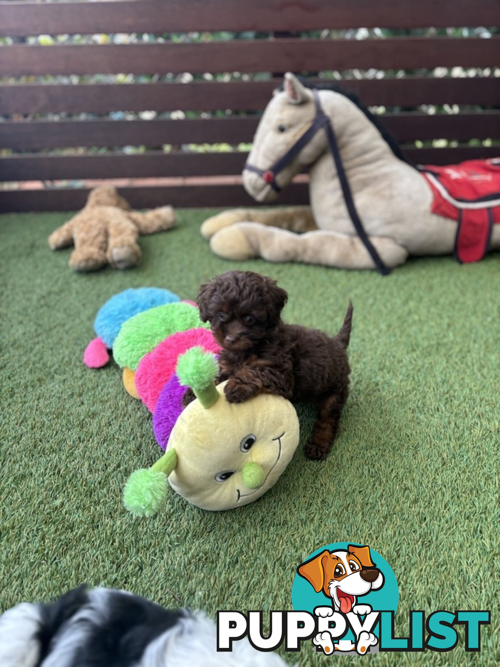 Adorable Chocolate and Ivory and Ebony Puppies