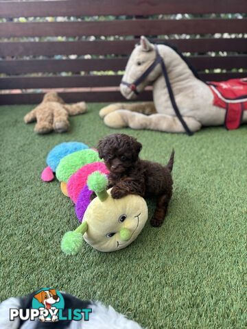 Adorable Chocolate and Ivory and Ebony Puppies