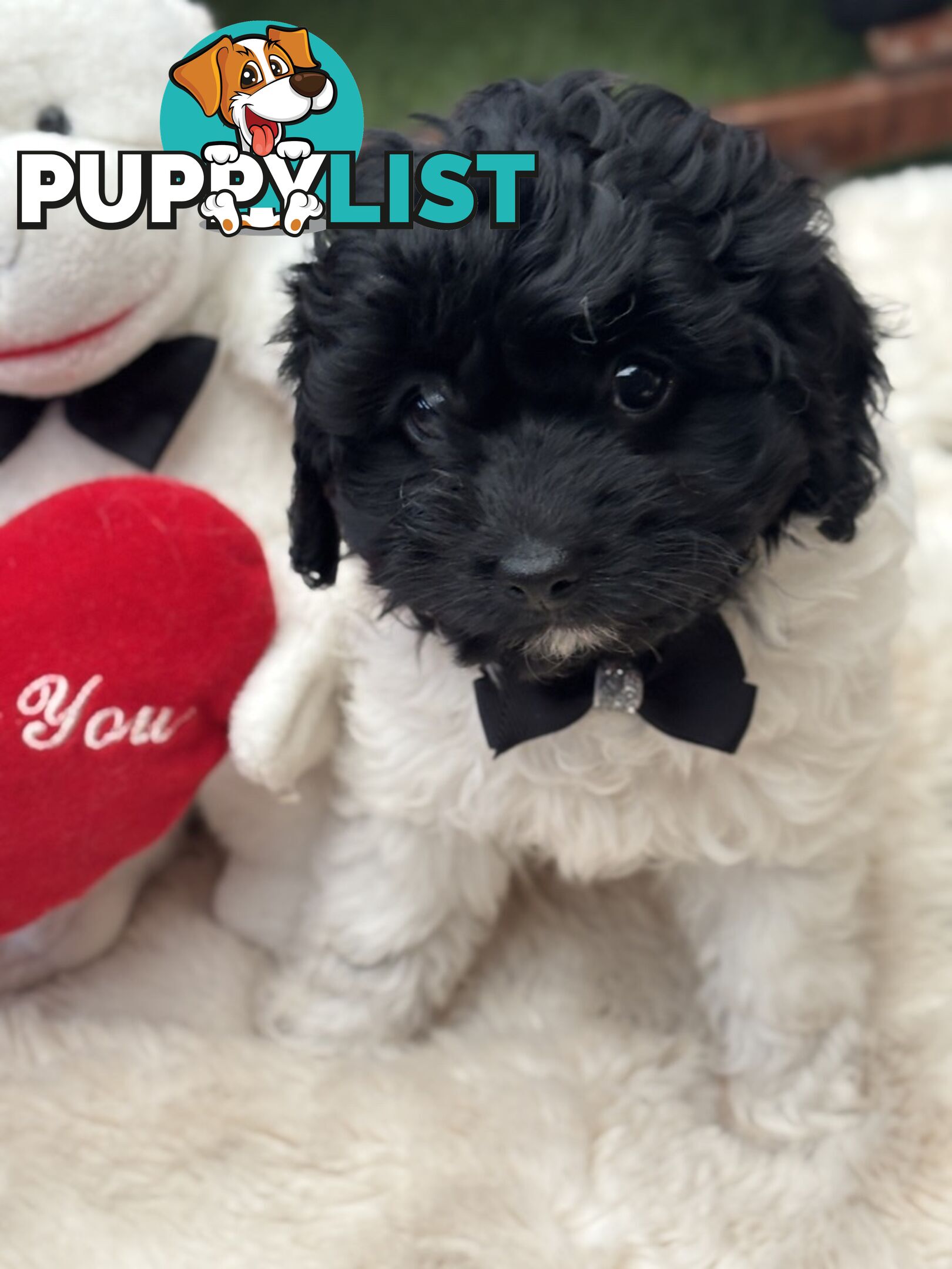 Adorable Chocolate and Ivory and Ebony Puppies