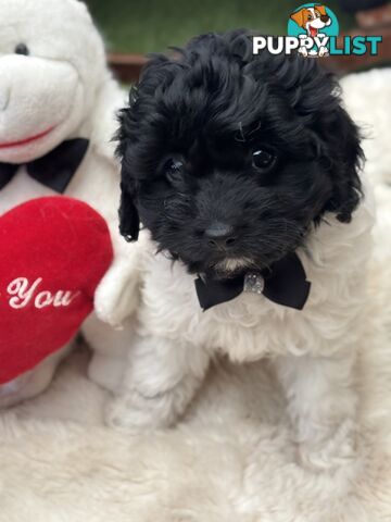 Adorable Chocolate and Ivory and Ebony Puppies