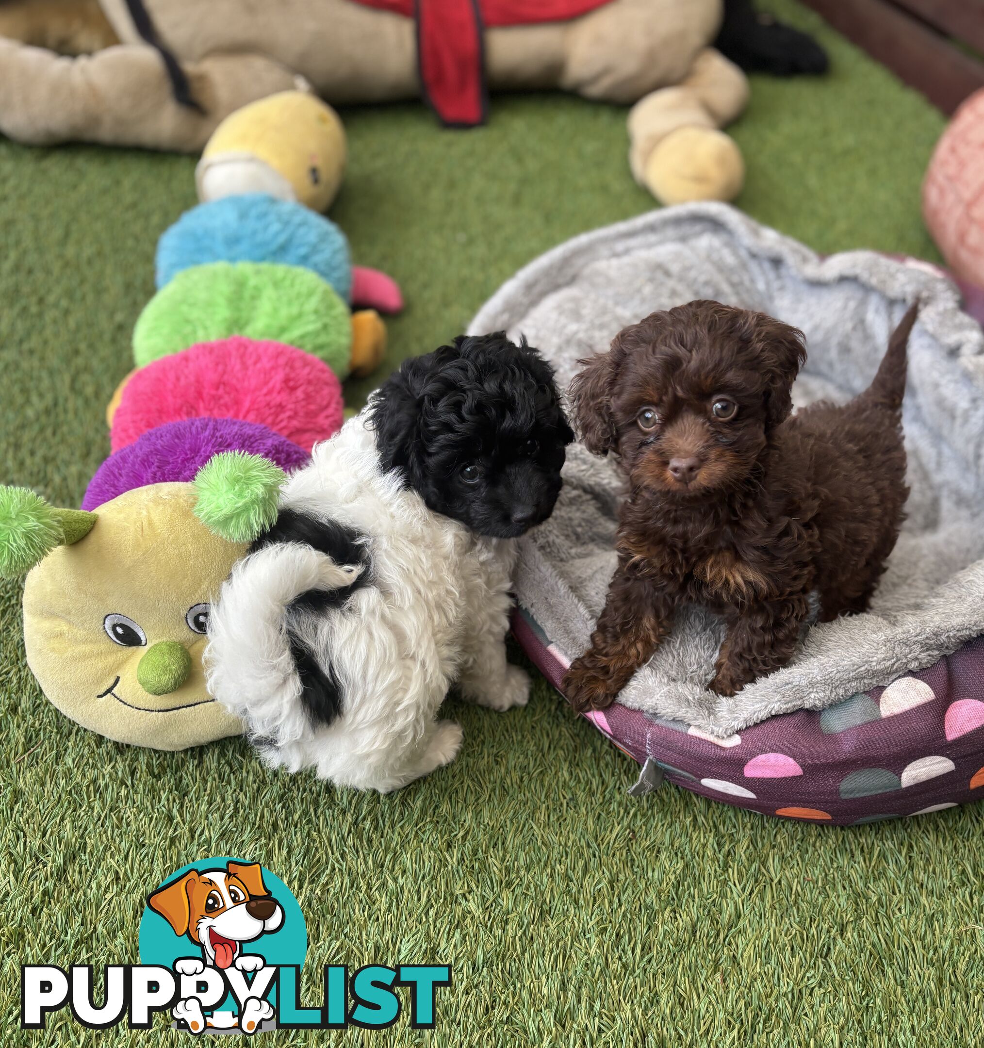 Adorable Chocolate and Ivory and Ebony Puppies
