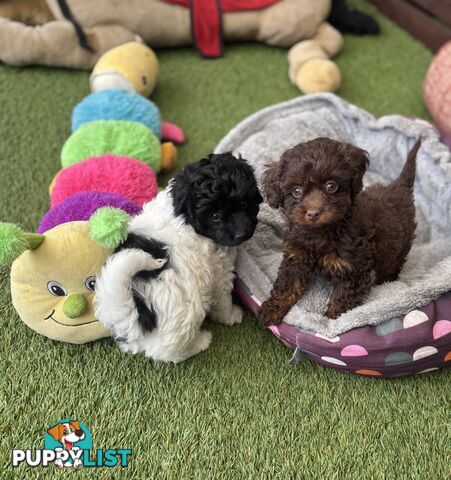 Adorable Chocolate and Ivory and Ebony Puppies