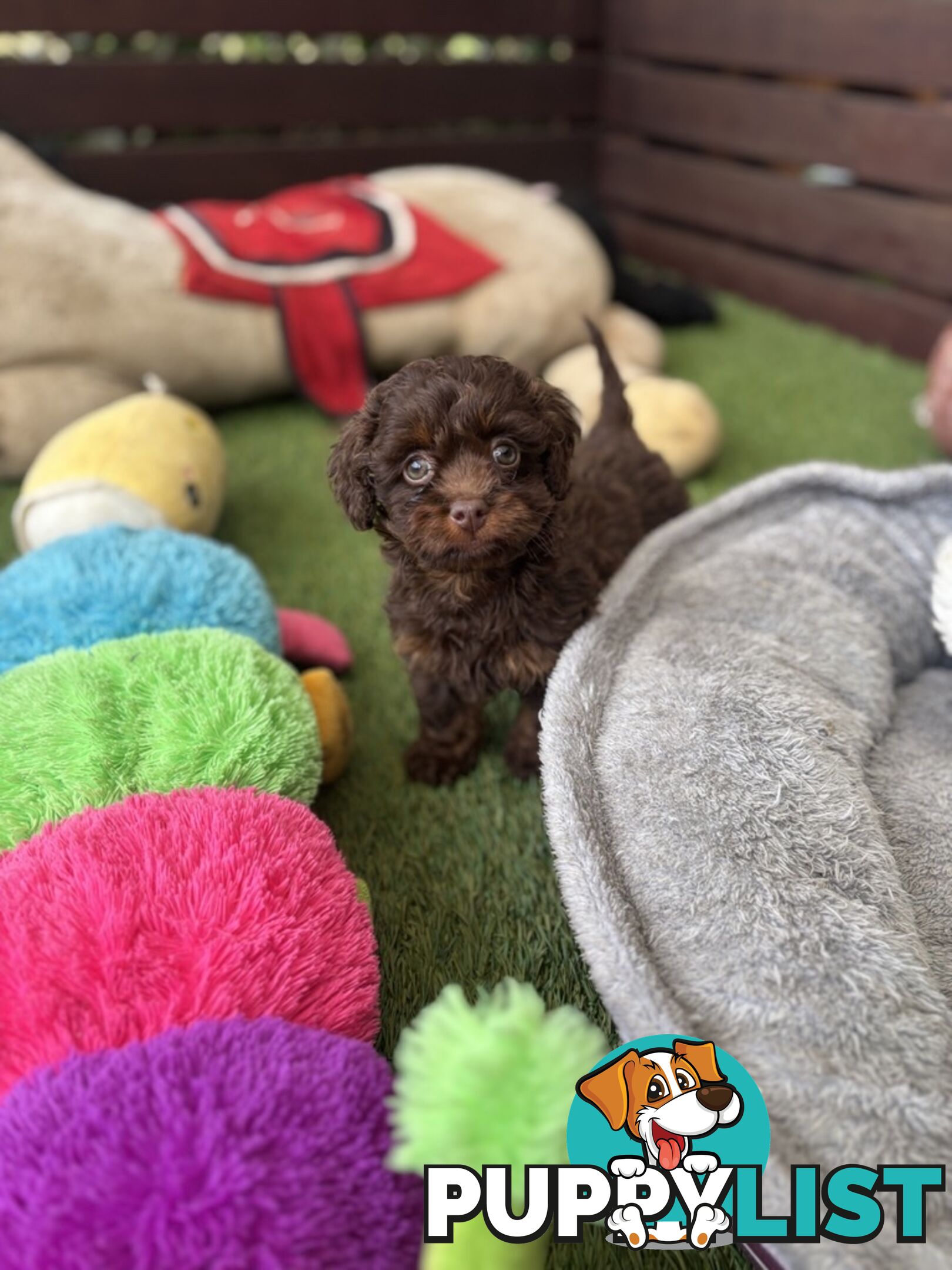 Adorable Chocolate and Ivory and Ebony Puppies