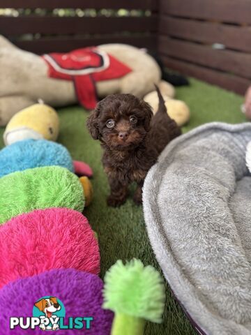 Adorable Chocolate and Ivory and Ebony Puppies