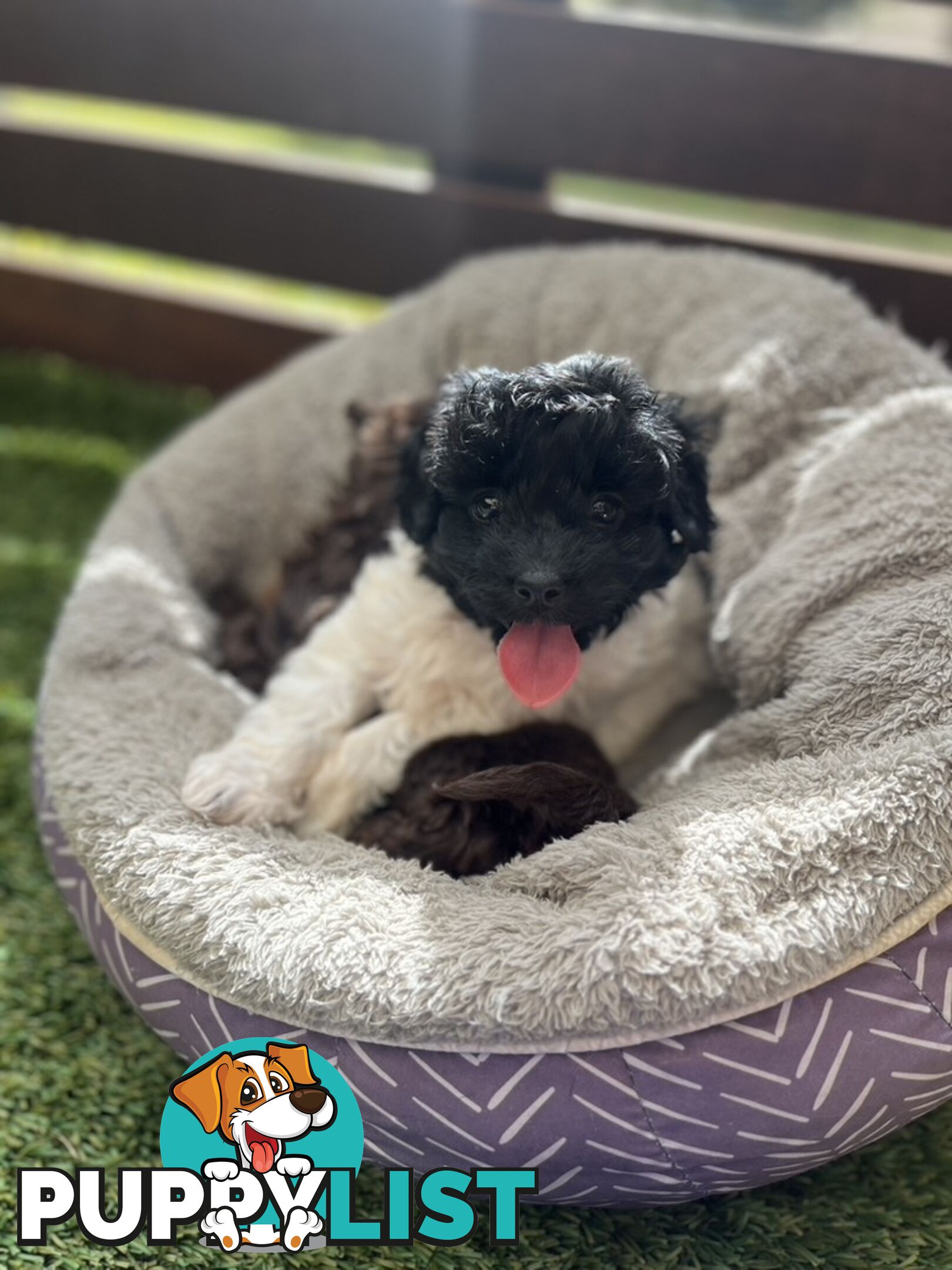 Adorable Chocolate and Ivory and Ebony Puppies
