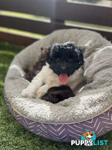 Adorable Chocolate and Ivory and Ebony Puppies