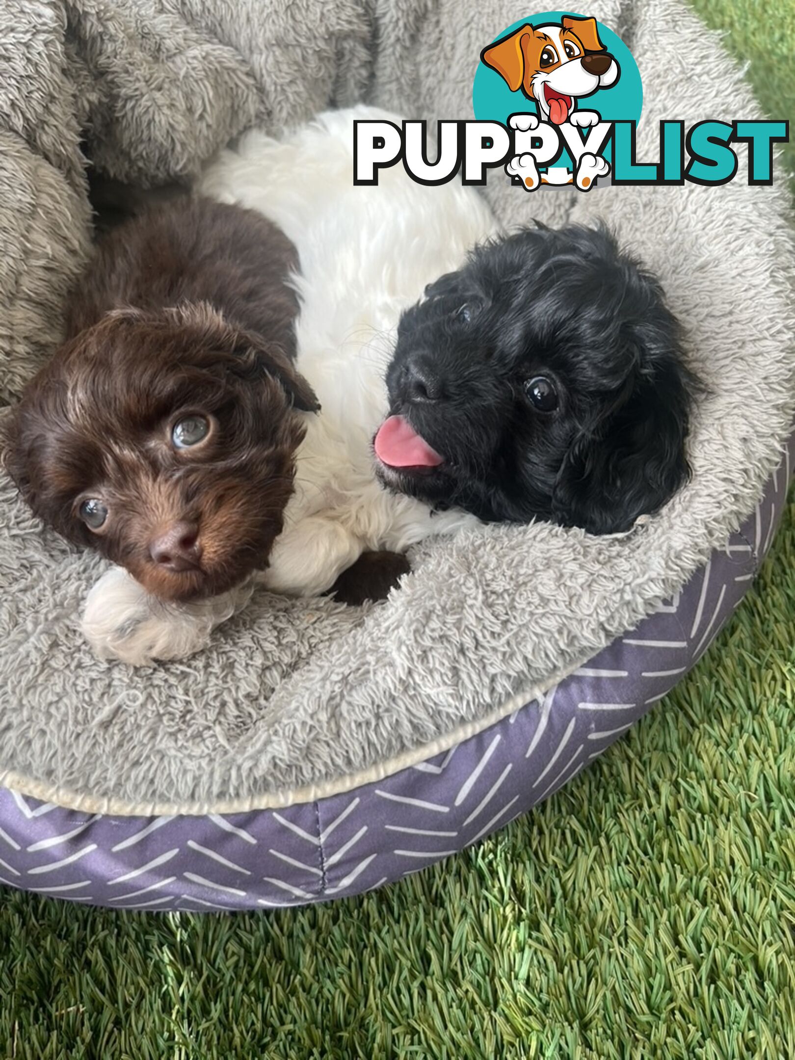 Adorable Chocolate and Ivory and Ebony Puppies