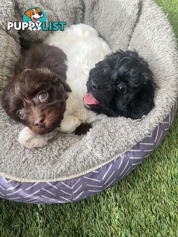 Adorable Chocolate and Ivory and Ebony Puppies