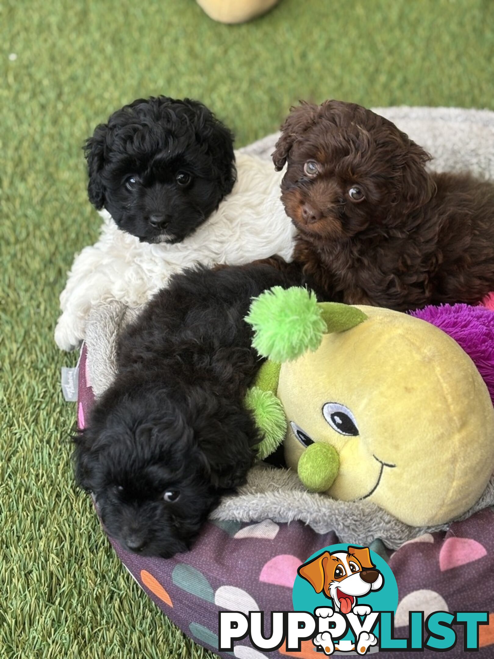 Adorable Chocolate and Ivory and Ebony Puppies