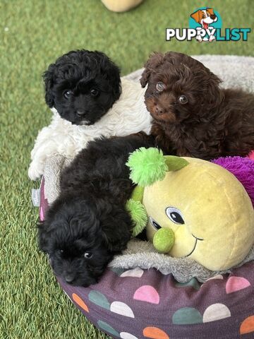 Adorable Chocolate and Ivory and Ebony Puppies