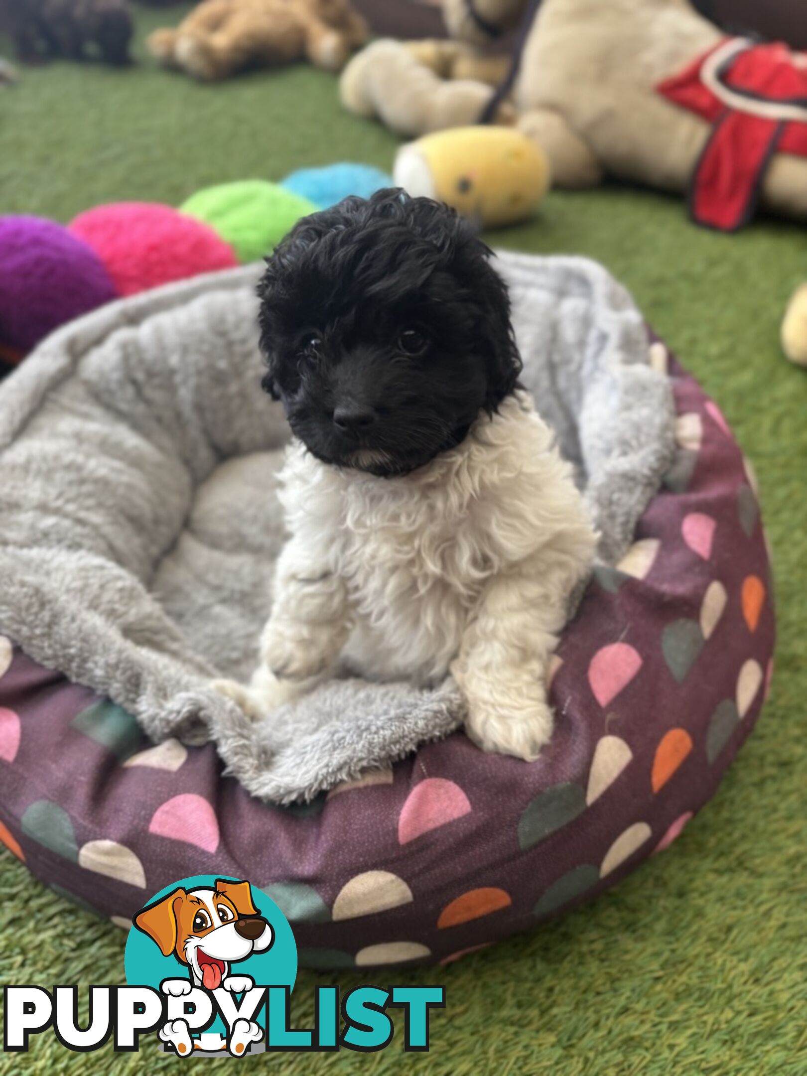 Adorable Chocolate and Ivory and Ebony Puppies