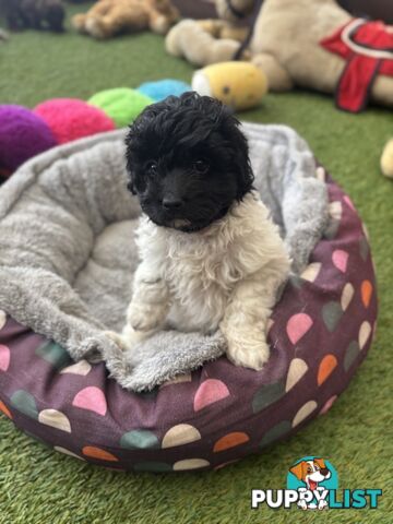 Adorable Chocolate and Ivory and Ebony Puppies