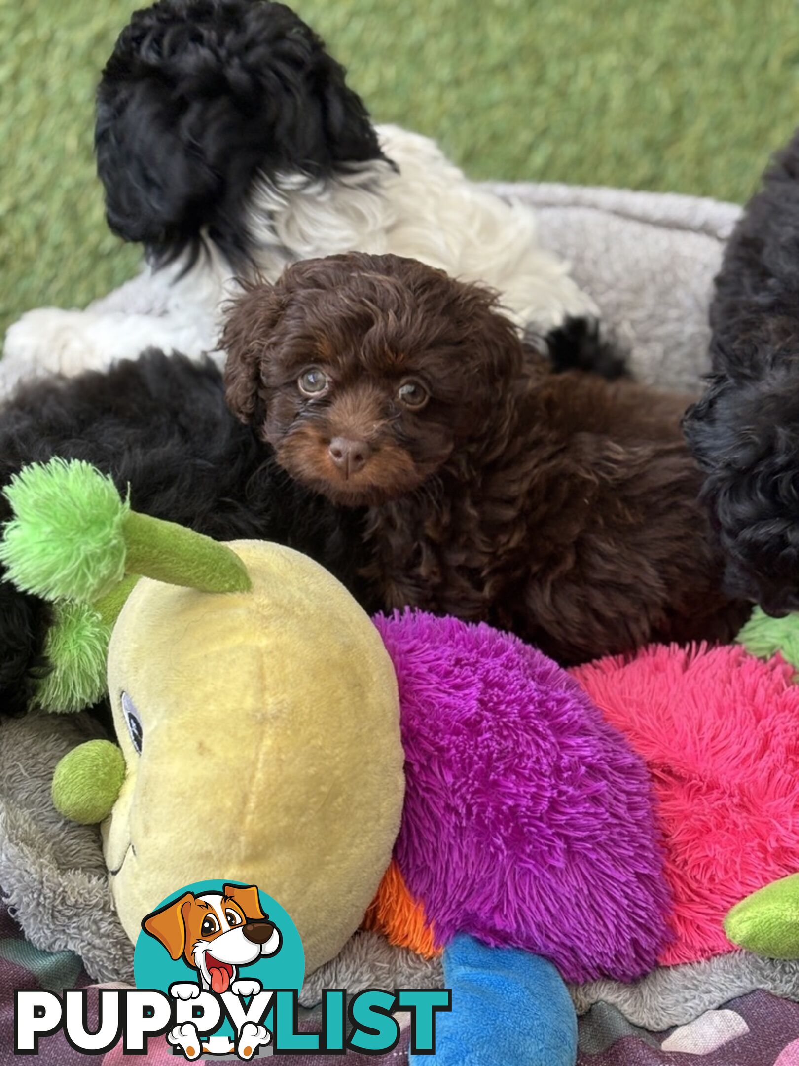 Adorable Chocolate and Ivory and Ebony Puppies