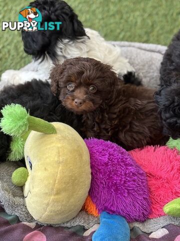 Adorable Chocolate and Ivory and Ebony Puppies