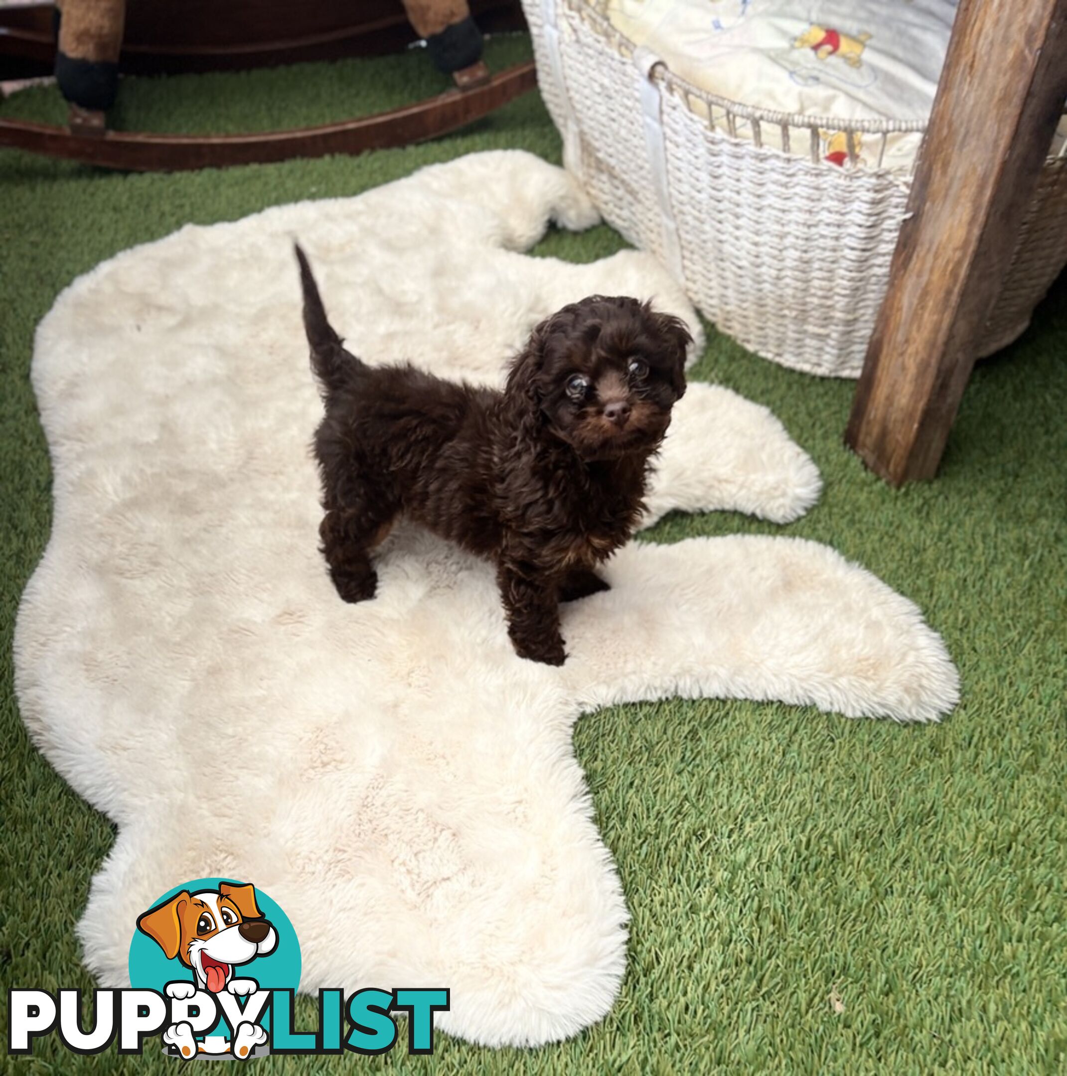 Adorable Chocolate and Ivory and Ebony Puppies