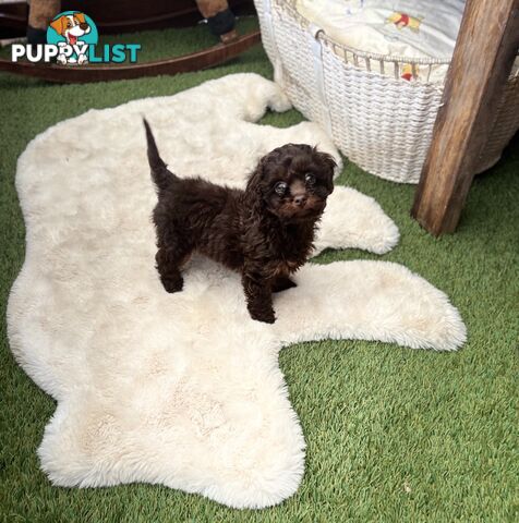 Adorable Chocolate and Ivory and Ebony Puppies
