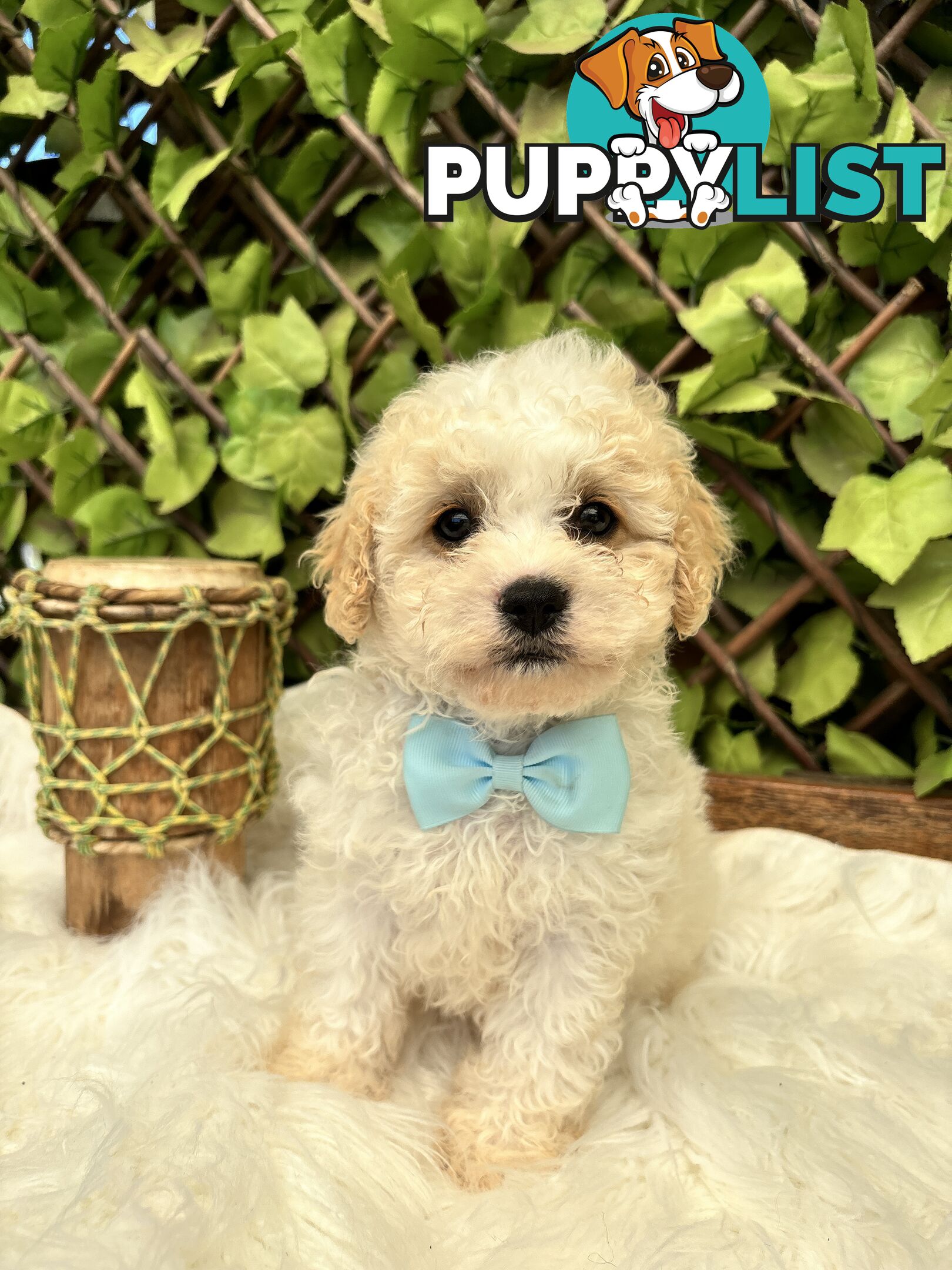 Toy sized Cavachon Puppies looking for their forever homes