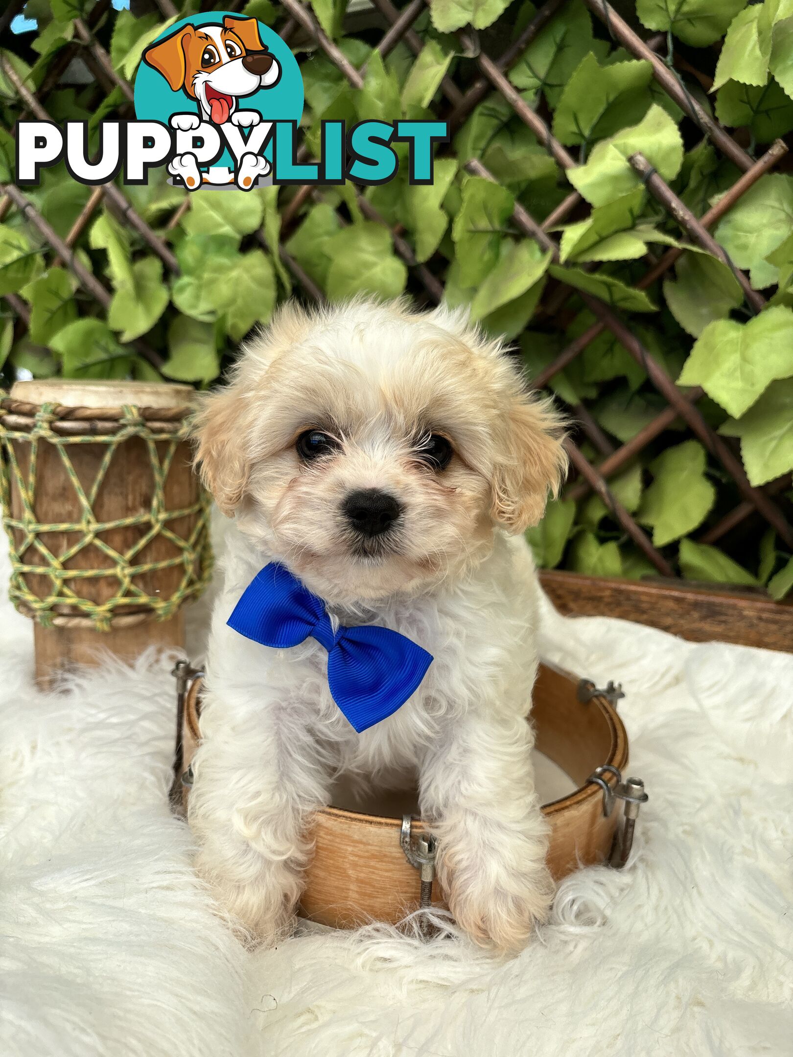 Toy sized Cavachon Puppies looking for their forever homes