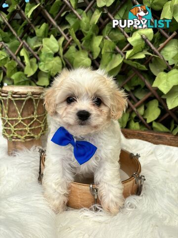 Toy sized Cavachon Puppies looking for their forever homes