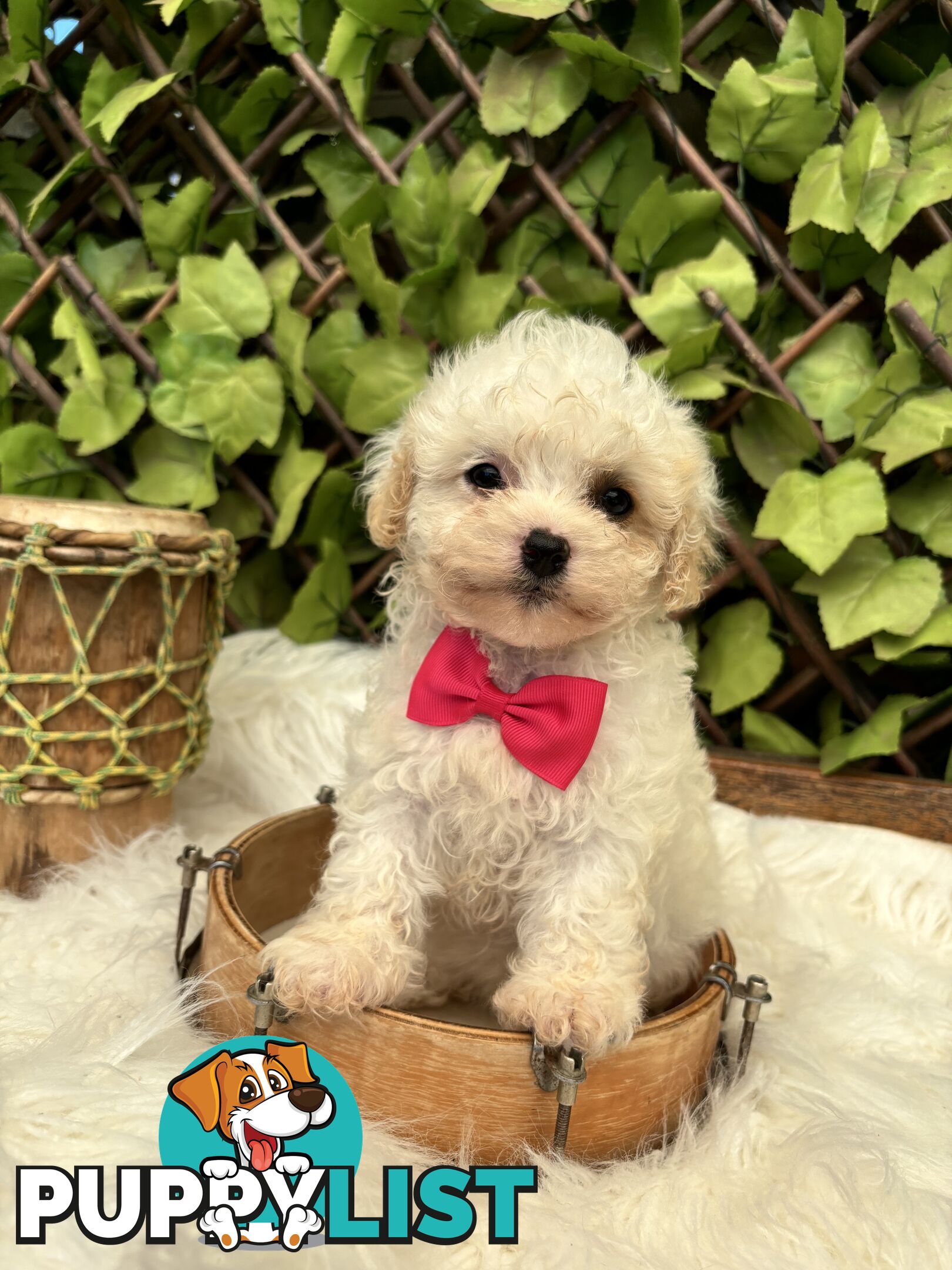 Toy sized Cavachon Puppies looking for their forever homes