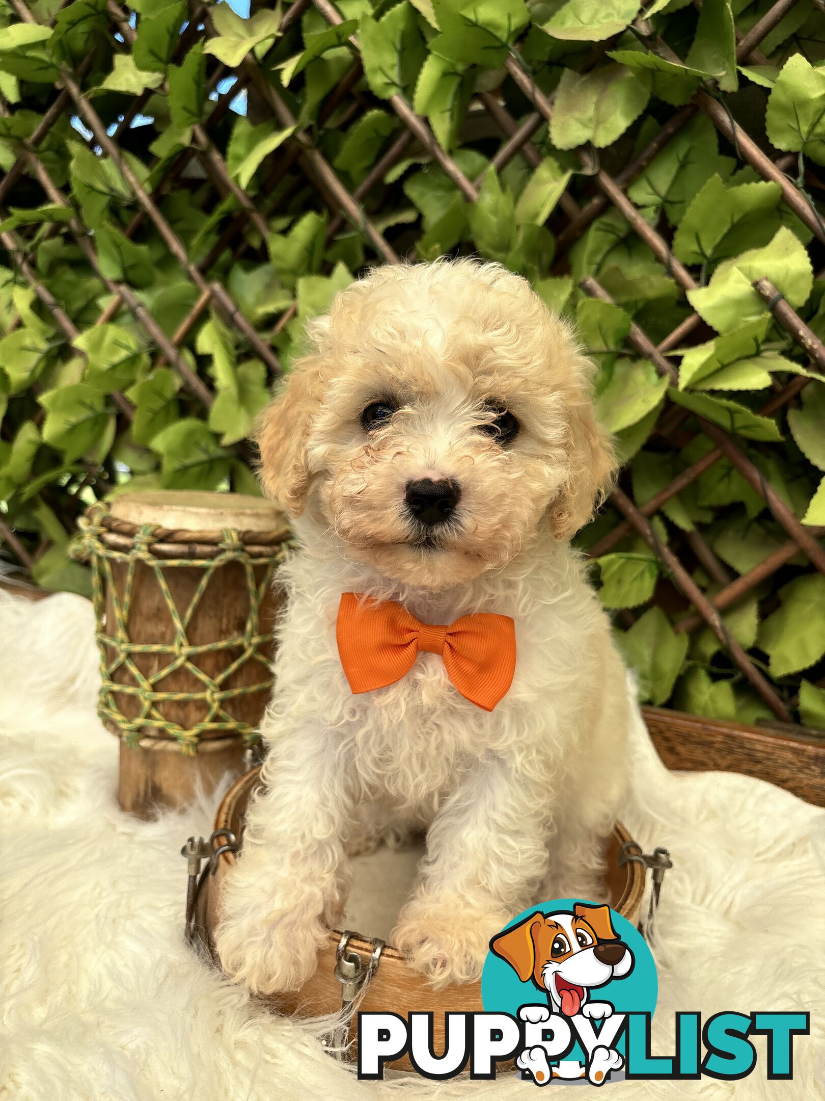 Toy sized Cavachon Puppies looking for their forever homes