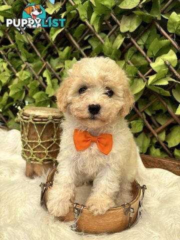 Toy sized Cavachon Puppies looking for their forever homes