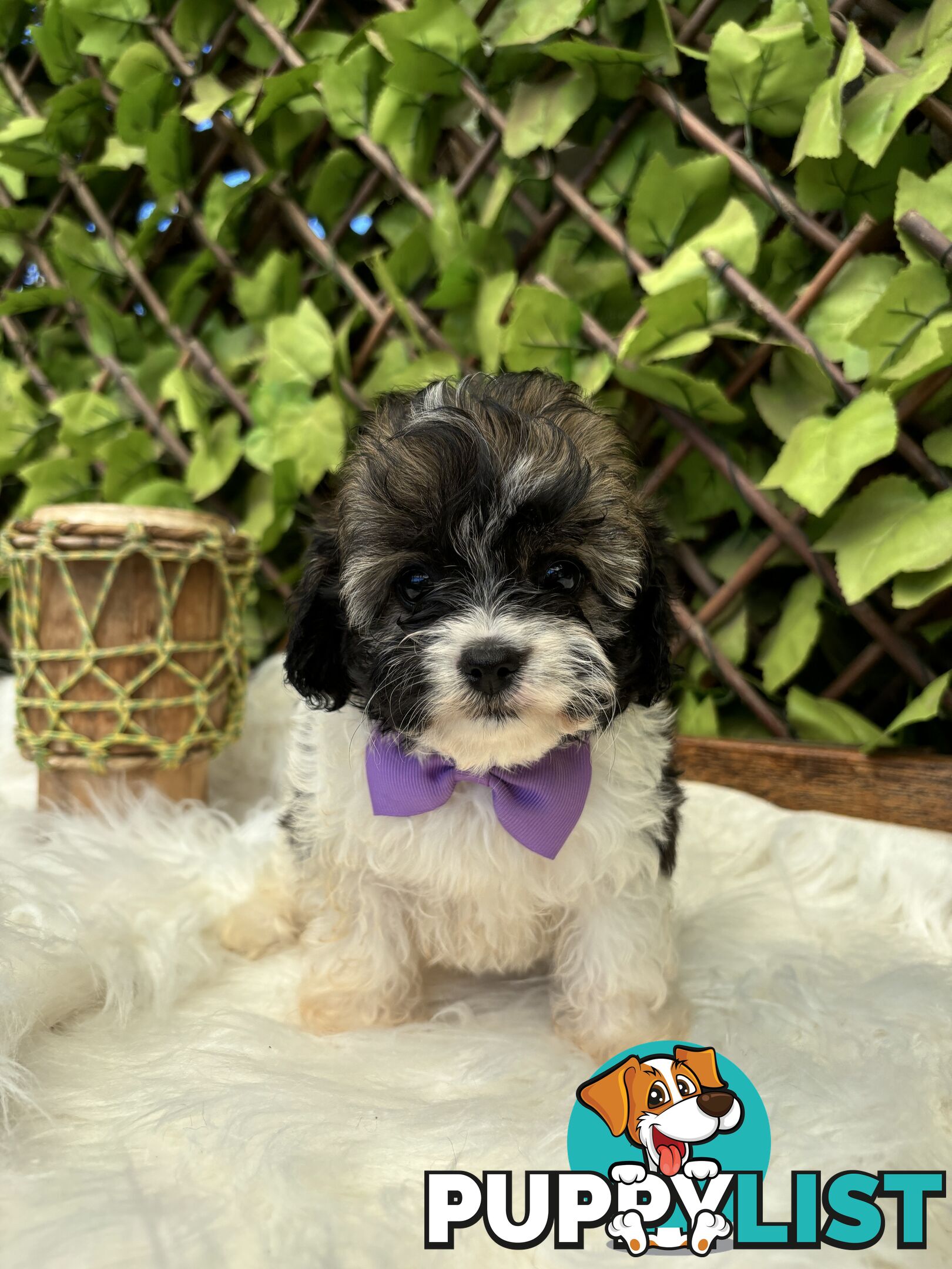 Toy sized Cavachon Puppies looking for their forever homes