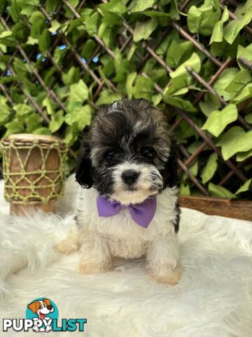 Toy sized Cavachon Puppies looking for their forever homes