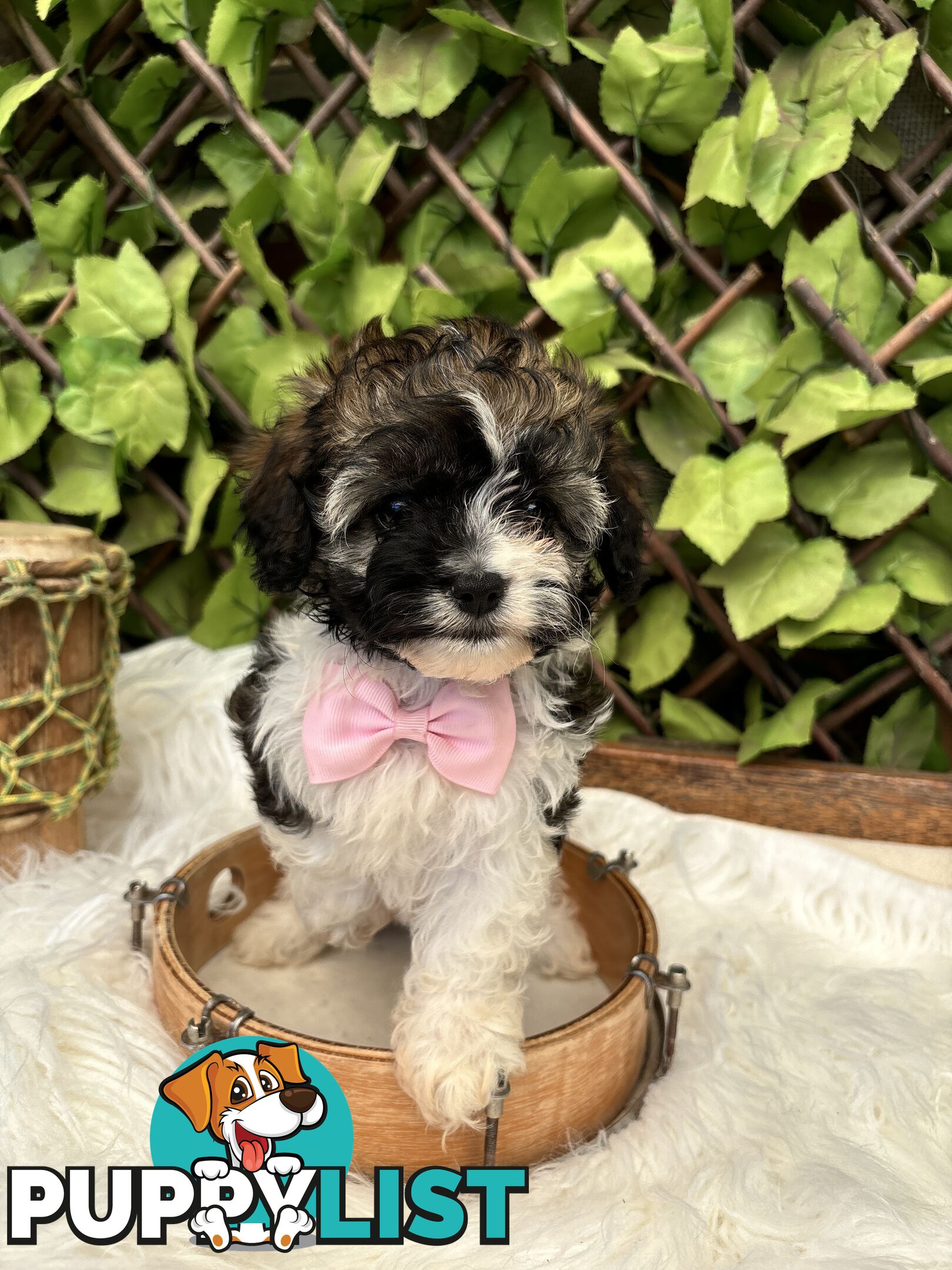 Toy sized Cavachon Puppies looking for their forever homes