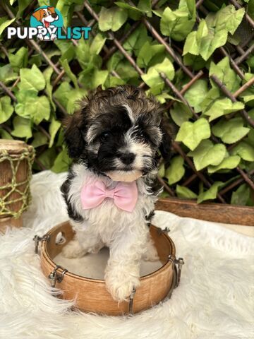 Toy sized Cavachon Puppies looking for their forever homes