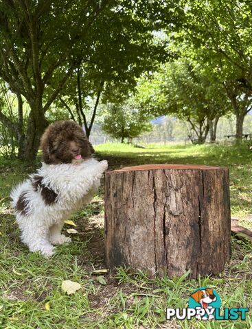 Toy Shoodle - The intelligent 'oodle - Under 30cm