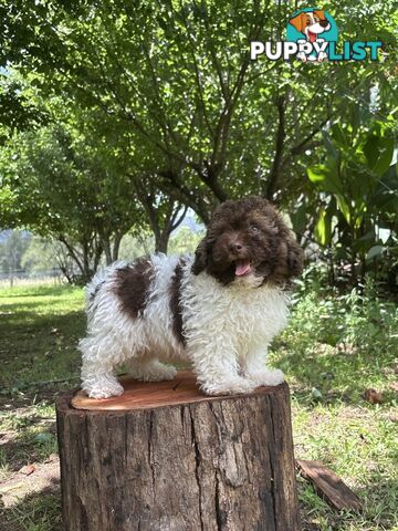 Toy Shoodle - The intelligent 'oodle - Under 30cm