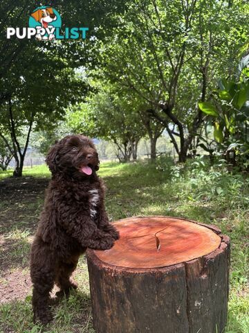 Toy Shoodle - The intelligent 'oodle - Under 30cm