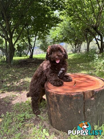 Toy Shoodle - The intelligent 'oodle - Under 30cm