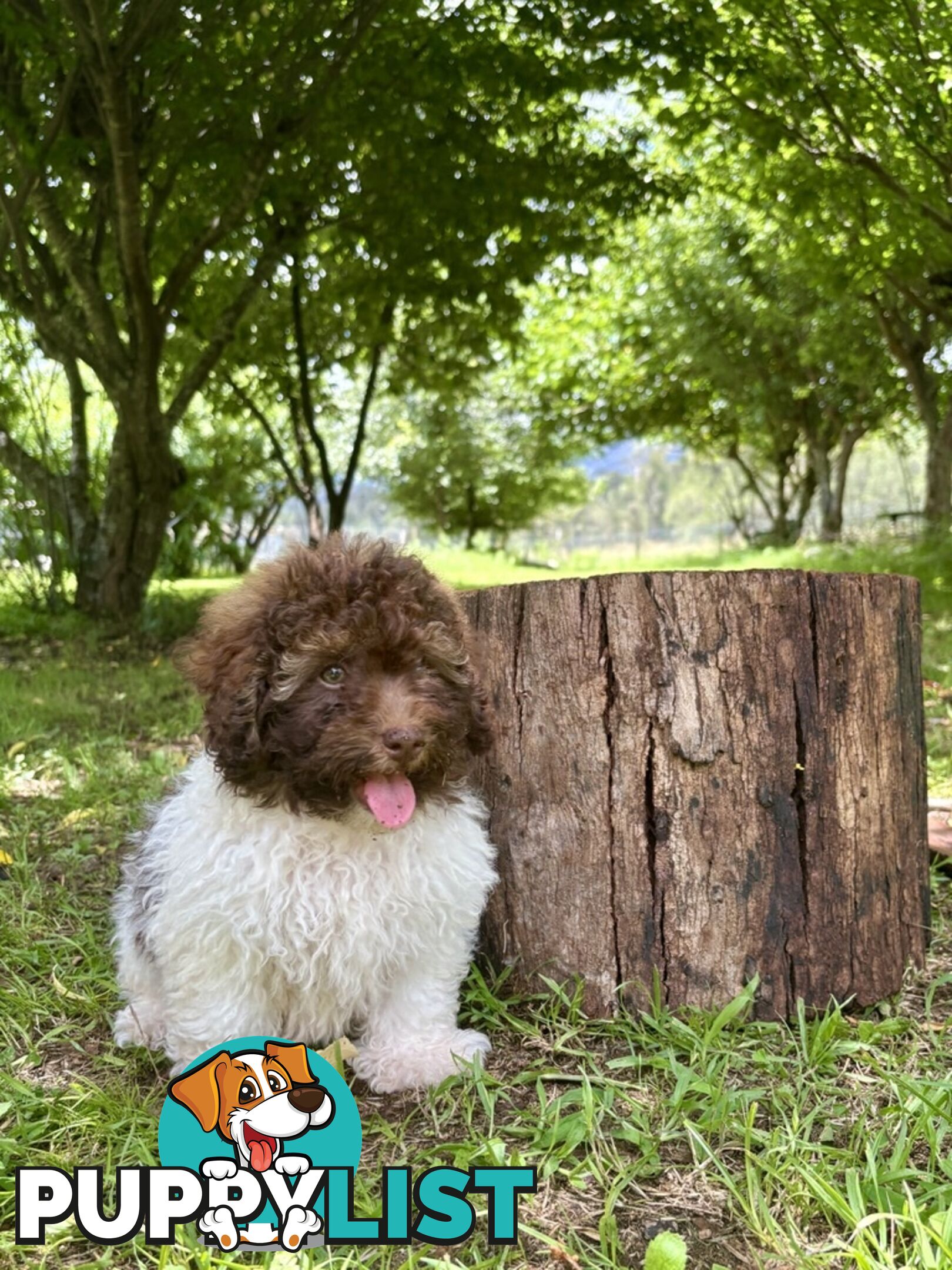 Toy Shoodle - The intelligent 'oodle - Under 30cm