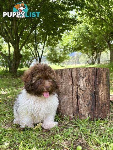 Toy Shoodle - The intelligent 'oodle - Under 30cm