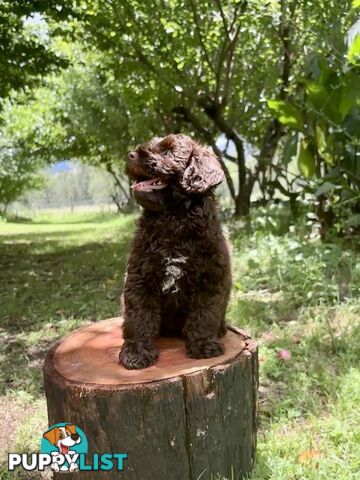 Toy Shoodle - The intelligent 'oodle - Under 30cm