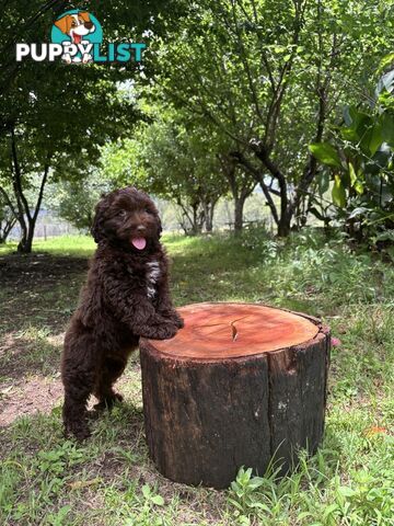 Toy Shoodle - The intelligent 'oodle - Under 30cm