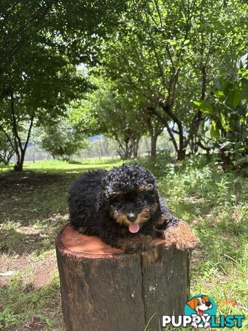 Toy Shoodle - The intelligent 'oodle - Under 30cm