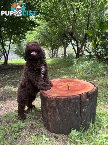 Toy Shoodle - The intelligent 'oodle - Under 30cm